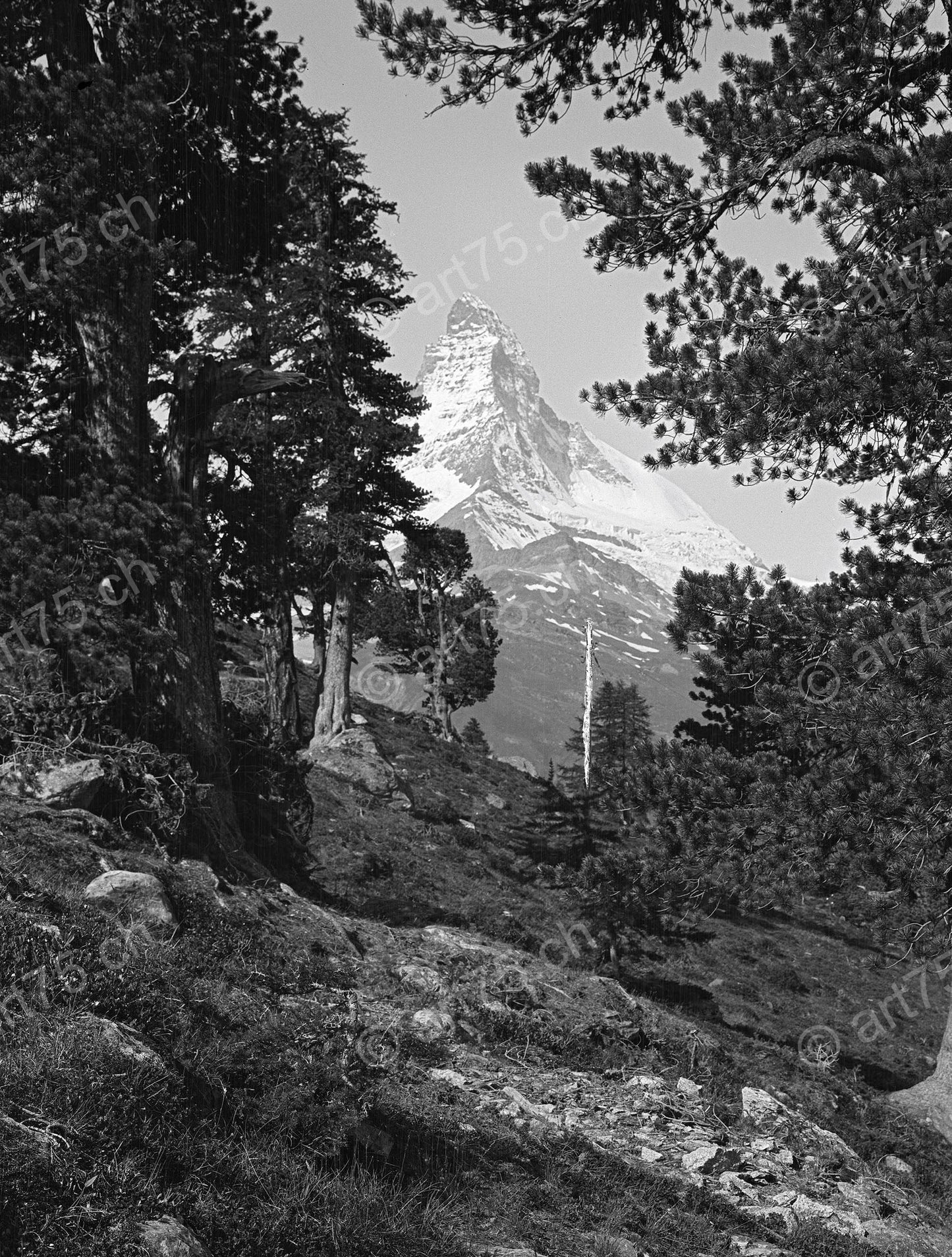 Historische Gebirgsfotografie mit Matterhorn, gesehen vom Findelwald oberhalb von Zermatt mit alten Bäumen im Vordergrund, um 1930.