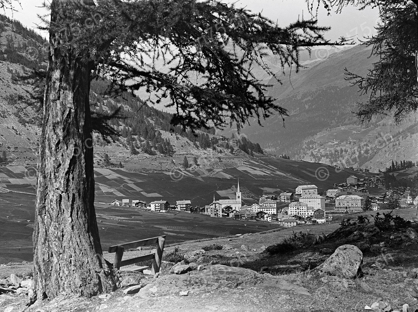 Historische Aufnahme von Saas-Fee mit Kirche, Feldern und Lärche im Vordergrund, aufgenommen um 1930 im Wallis.