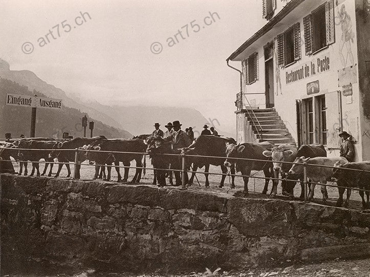 Historische Fotografie eines Viehtriebs in Brunnen SZ mit Rindern, Bauern und Gasthaus vor alpinem Hintergrund, ca. 1900.